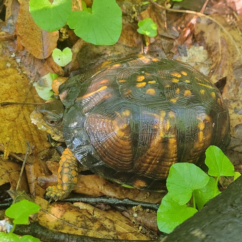 Leaf Litter And Ground Cover Give Turtles Shelter Leaf Litter And Ground Cover Give Turtles Shelter