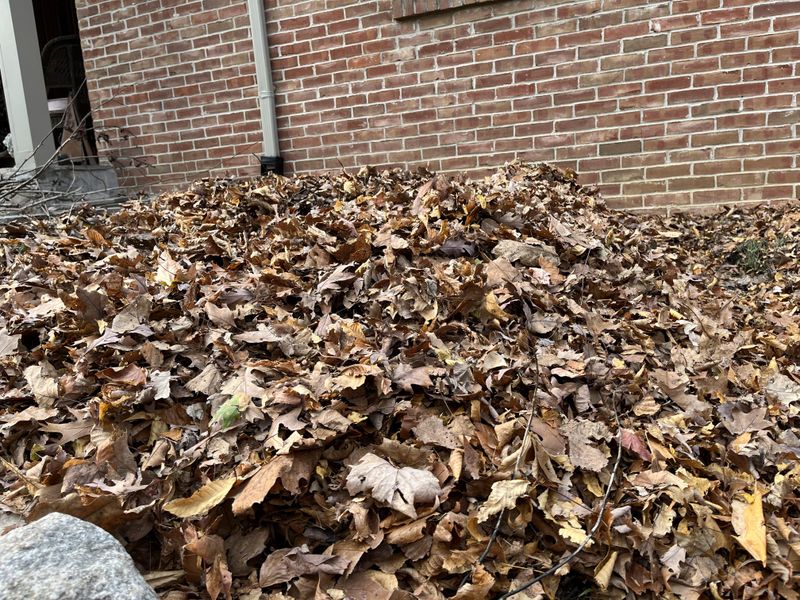 Leaf Litter Can Draw Them In Too Leaf Litter Can Draw Them In Too