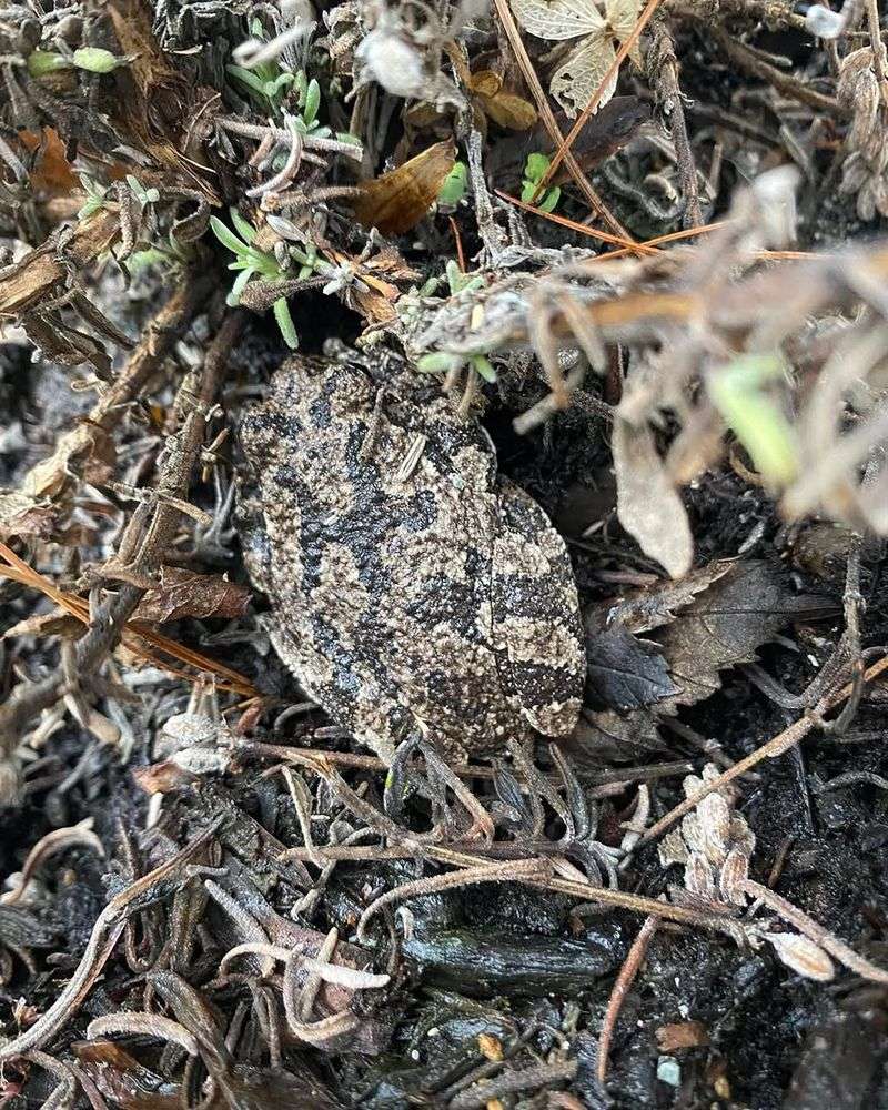 Leaf Litter Creates Safe Cover Leaf Litter Creates Safe Cover