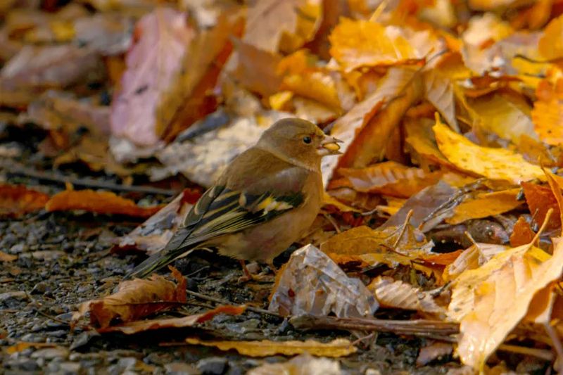 Leaf Litter Gives Birds Places To Forage