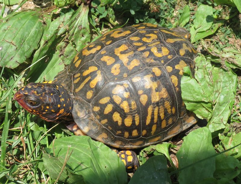 Leaf Litter Gives Them Useful Cover Around The Yard Leaf Litter Gives Them Useful Cover Around The Yard