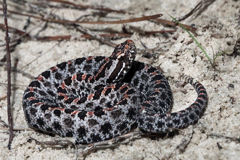 Leaf Litter Makes Their Camouflage Almost Too Good