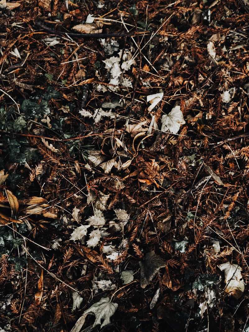 Leaf Litter Mimics Natural Forest Habitat Leaf Litter Mimics Natural Forest Habitat