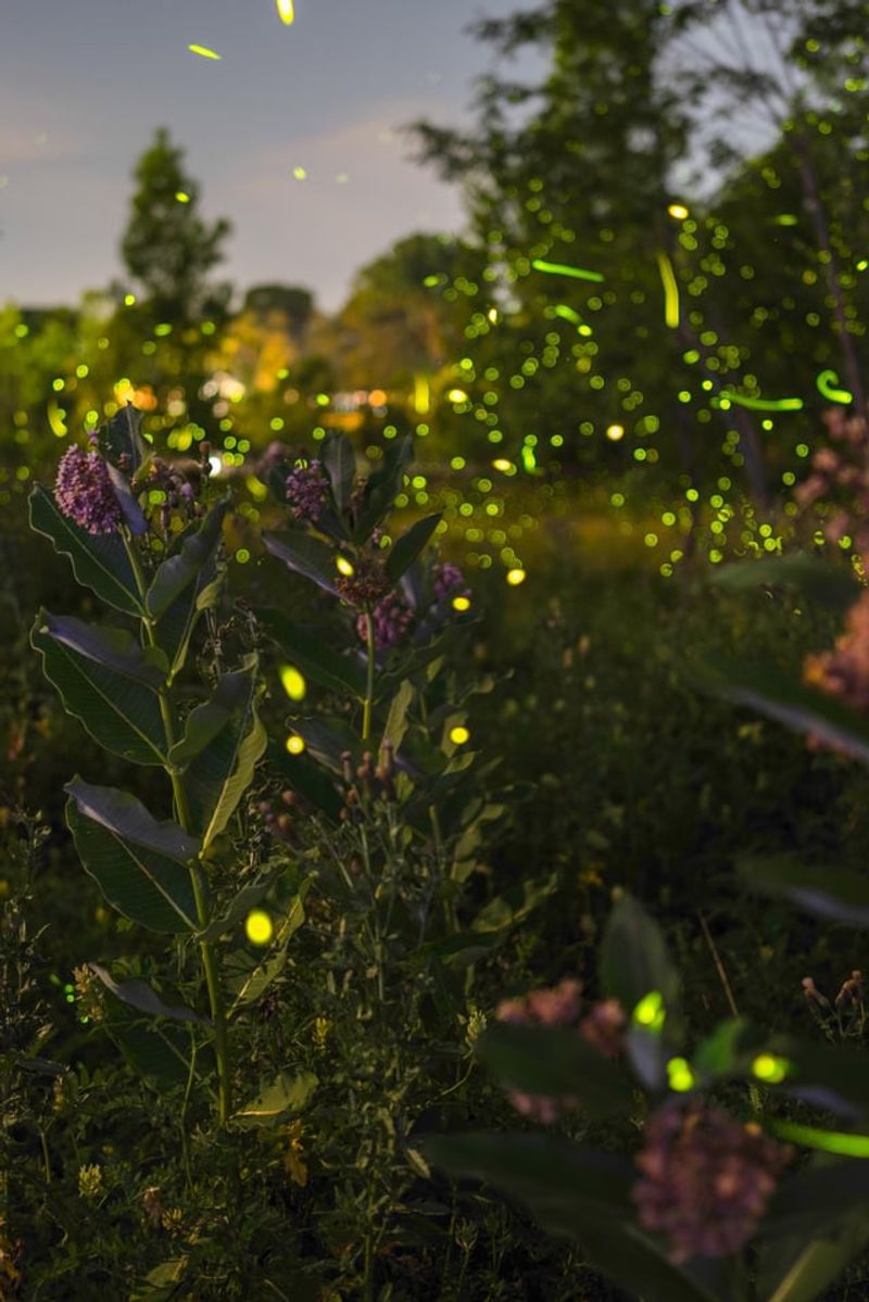 Leaf Litter Underneath Creates A Safer Firefly Zone
