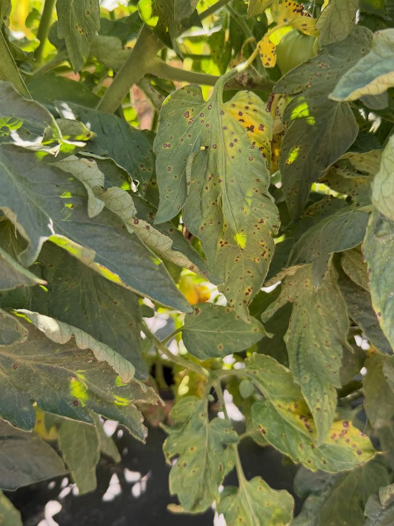 Leaf Loss Means Fruit Needs Better Protection Leaf Loss Means Fruit Needs Better Protection