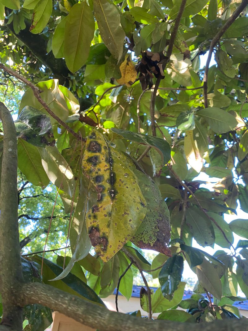 Leaf Spot Diseases Can Cause Leaves To Fall Leaf Spot Diseases Can Cause Leaves To Fall