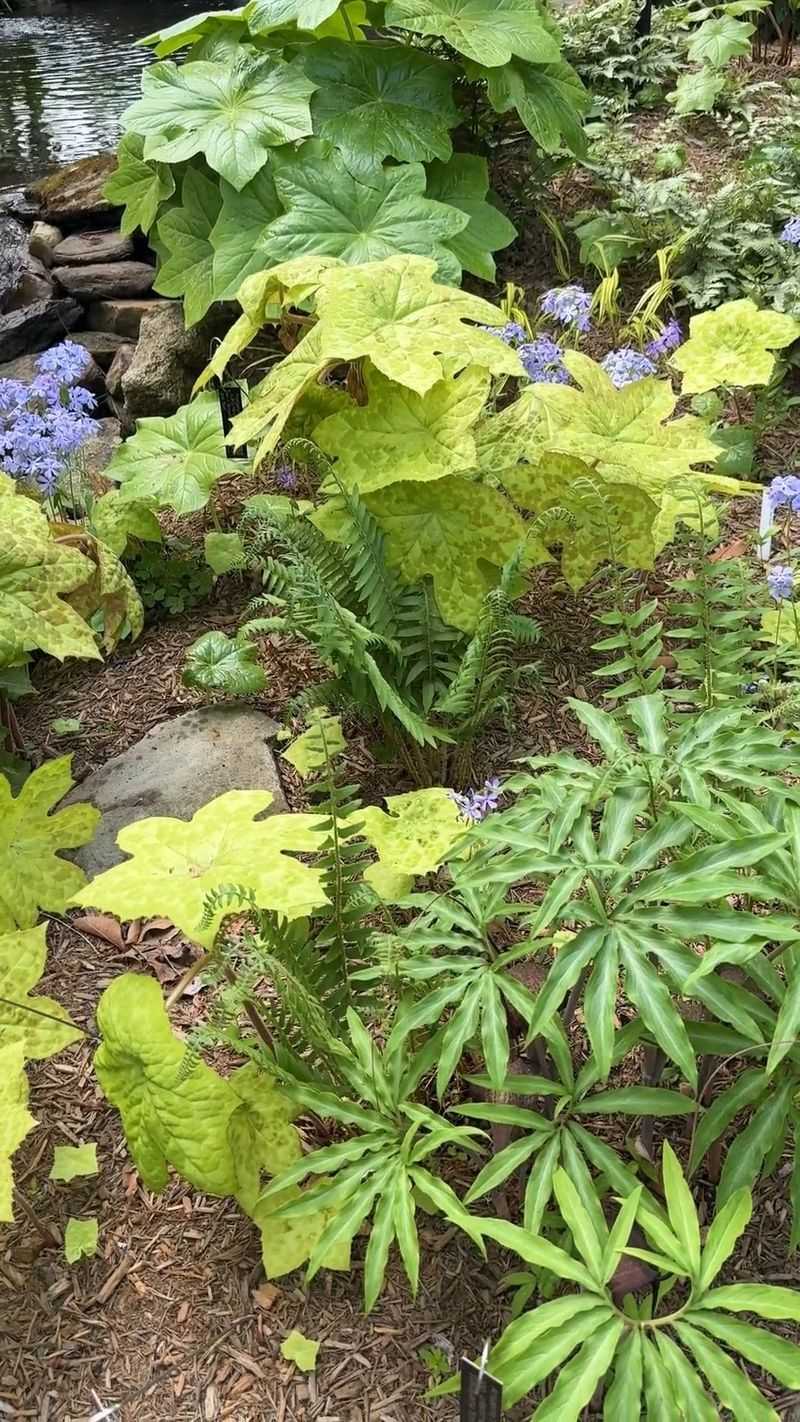 Leaf Spots Spread More Easily
