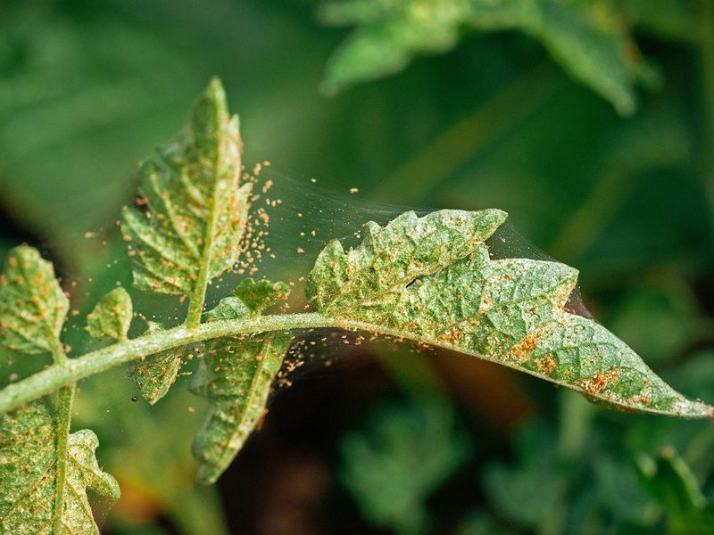 Leaf Undersides Are The First Place To Check