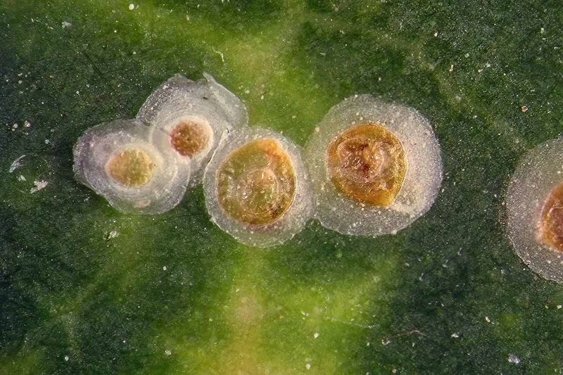 Leaf Undersides Reveal What Is Happening Leaf Undersides Reveal What Is Happening