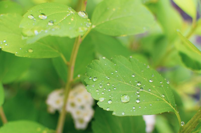 Leaf Wetness Matters More Than The Clock Alone