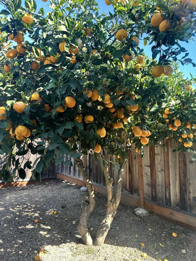Leafy Shade Is Protecting Your Fruit Right Now