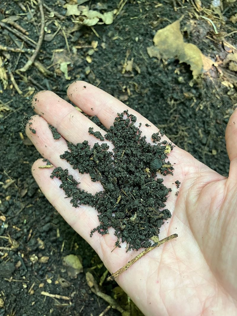 Learn The Coffee Ground Soil Clue Learn The Coffee Ground Soil Clue