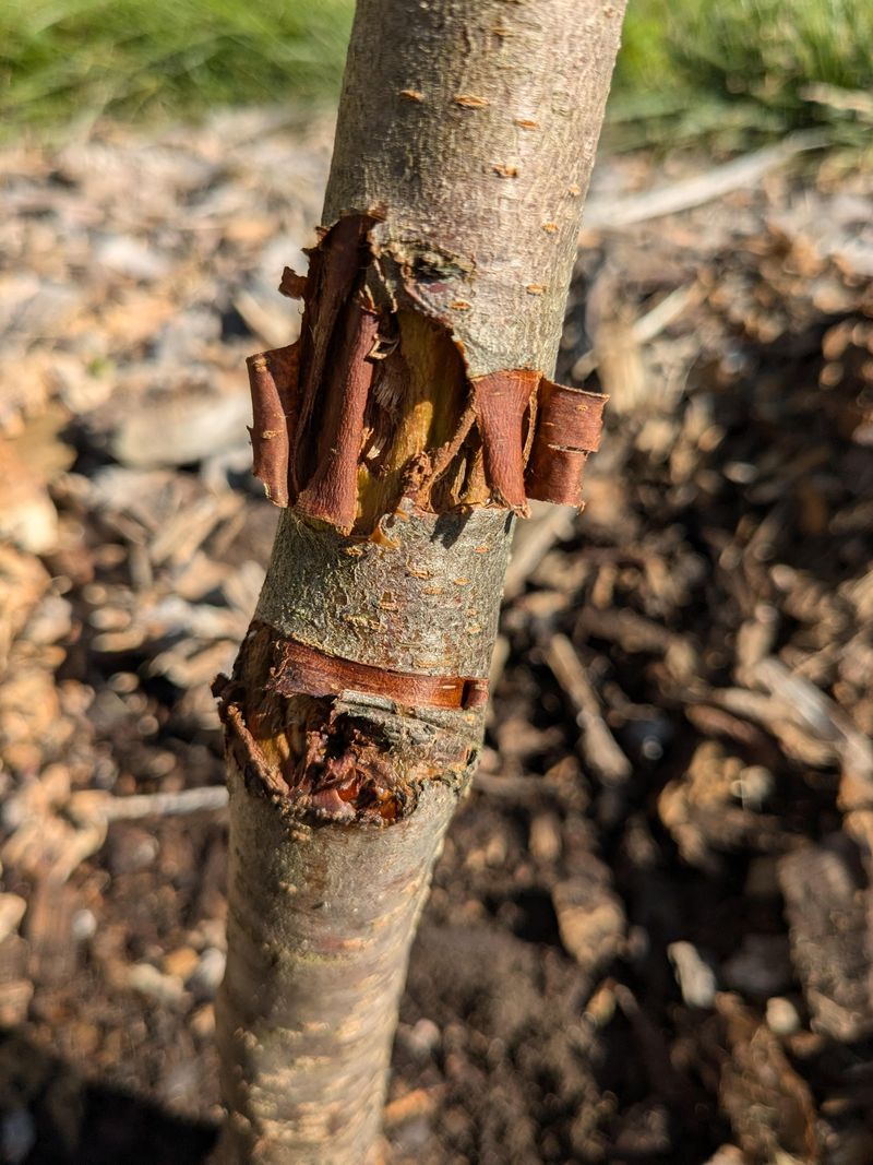 Learn Which Borers Target Wounded Wood Learn Which Borers Target Wounded Wood