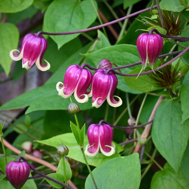 Leatherflower Clematis Adds Color Without Heavy Growth Leatherflower Clematis Adds Color Without Heavy Growth