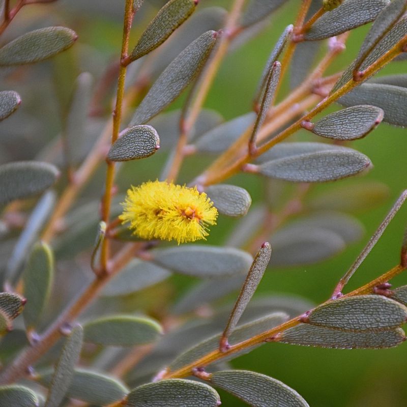 Leatherleaf Acacia Stays Compact As It Grows