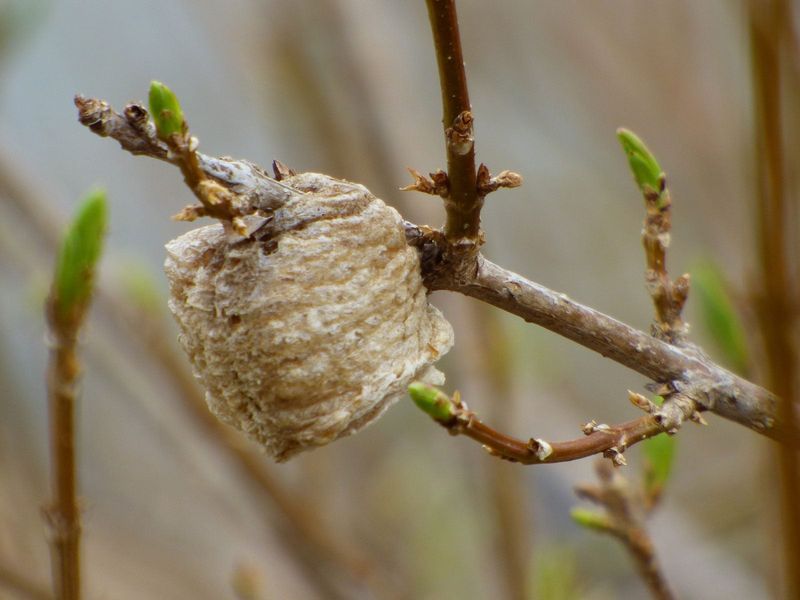 Leave A Confirmed Outdoor Ootheca Undisturbed Leave A Confirmed Outdoor Ootheca Undisturbed