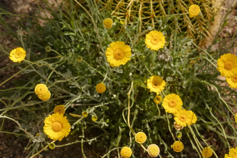 Leave A Few Seedheads If You Want New Plants