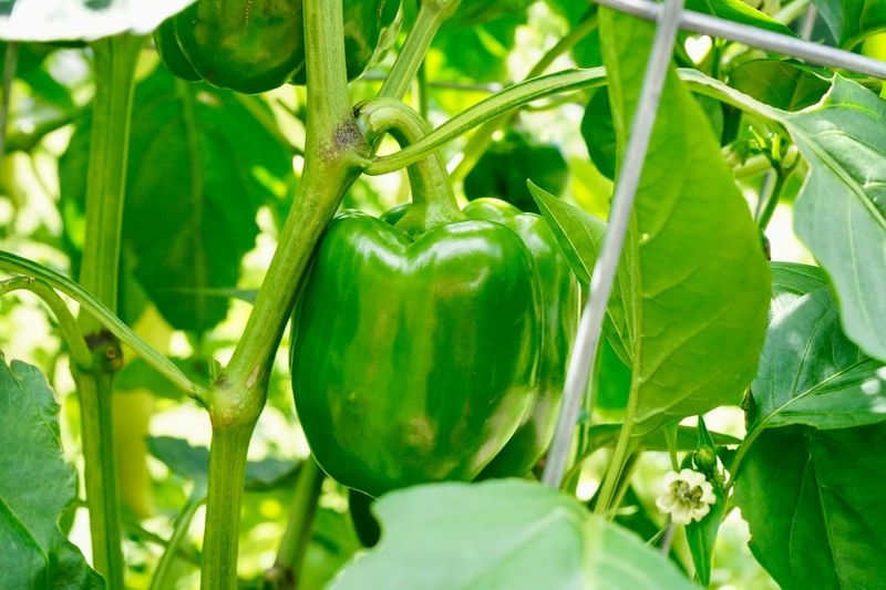 Leave A Short Stem Leave A Short Stem