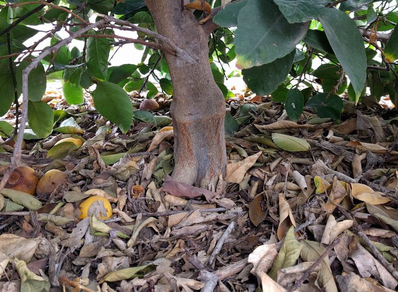 Leave A Small Gap Around The Trunk Leave A Small Gap Around The Trunk