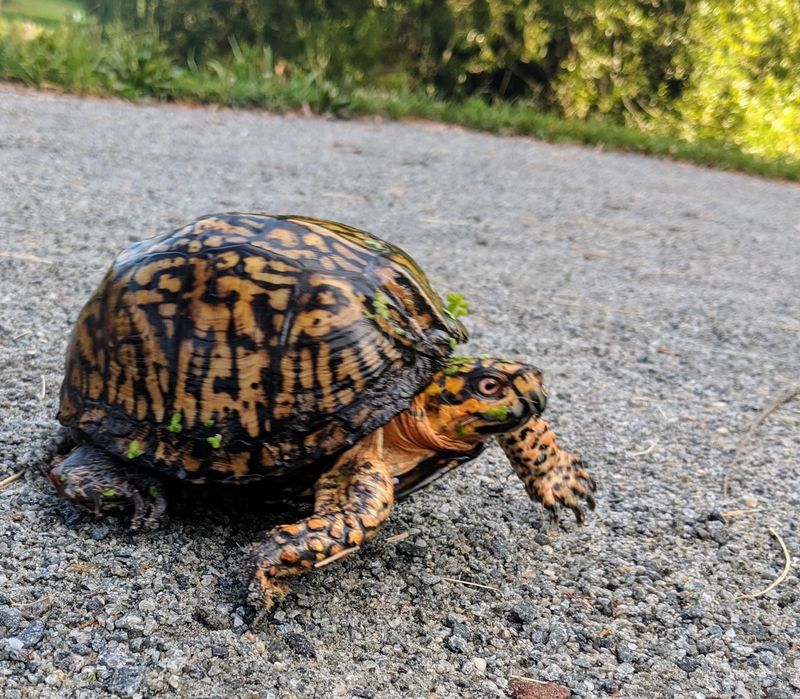Leave A Visiting Box Turtle Where It Is Leave A Visiting Box Turtle Where It Is