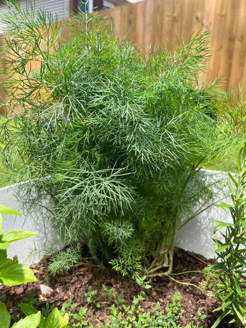 Leave Alyssum And Dill Nearby To Support Parasitic Wasps Leave Alyssum And Dill Nearby To Support Parasitic Wasps