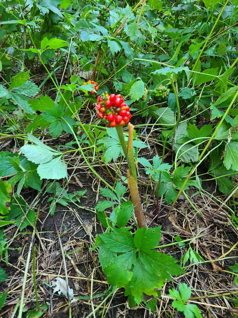 Leave American Ginseng In Place
