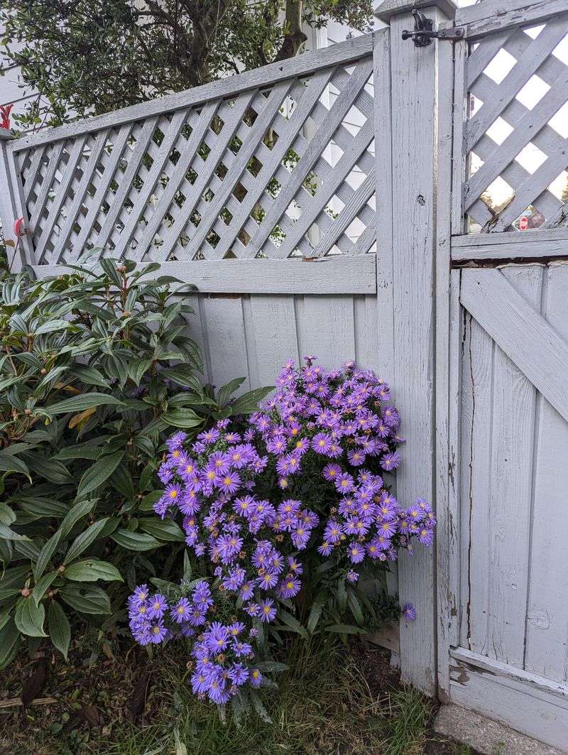 Leave Asters Alone Until Spring Growth Returns