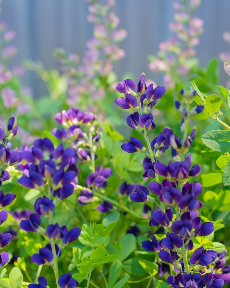 Leave Baptisia Alone Leave Baptisia Alone