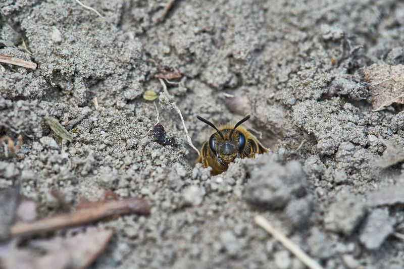 Leave Bare Soil Patches Undisturbed
