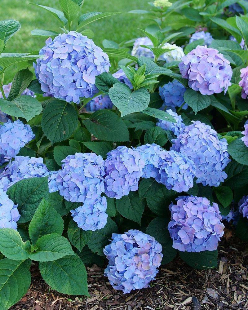 Leave Bigleaf Hydrangeas Alone