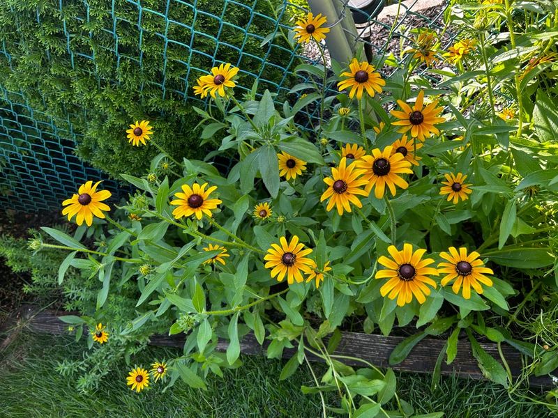 Leave Black-Eyed Susan Standing Leave Black-Eyed Susan Standing