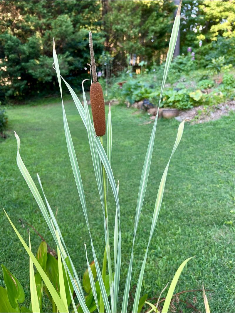 Leave Cattail Shoots In Protected Wetlands
