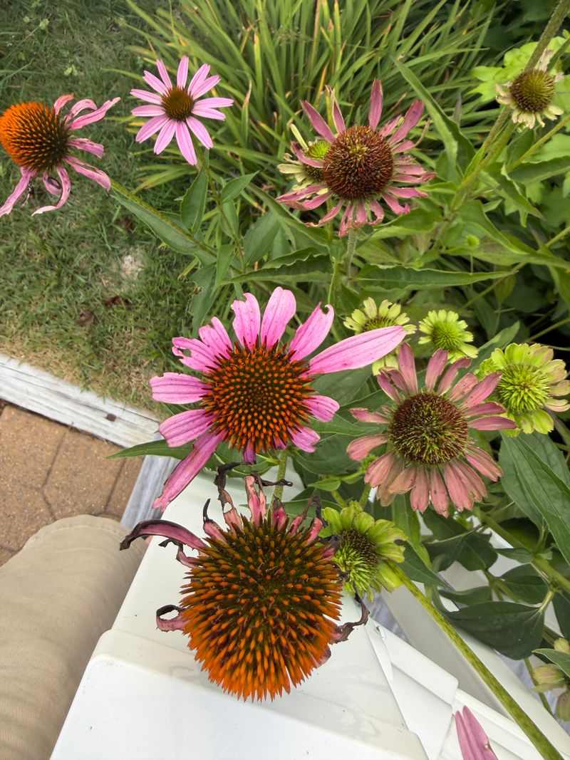Leave Coneflower Seedheads Standing Leave Coneflower Seedheads Standing