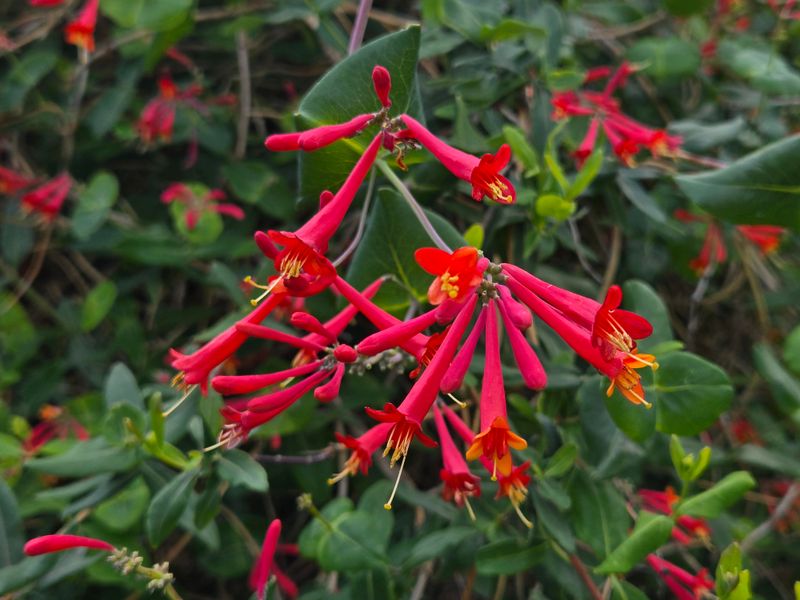 Leave Coral Honeysuckle Blooming