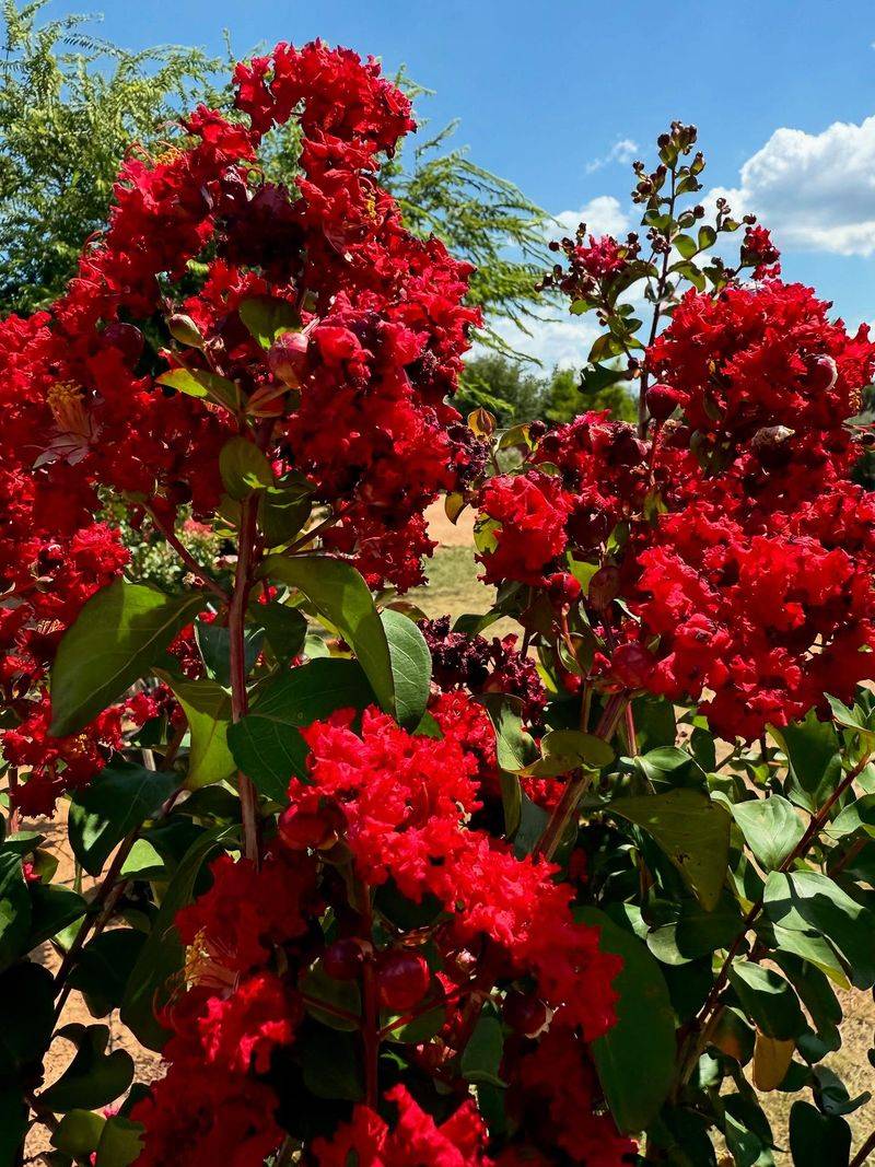 Leave Crape Myrtles Alone
