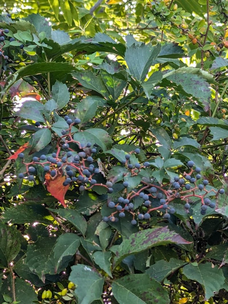 Leave Dark Berries For Wildlife Leave Dark Berries For Wildlife