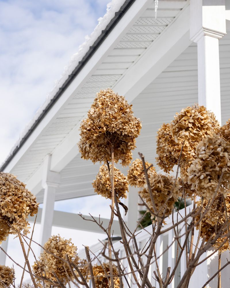 Leave Dry Flower Heads For Fall And Winter Interest