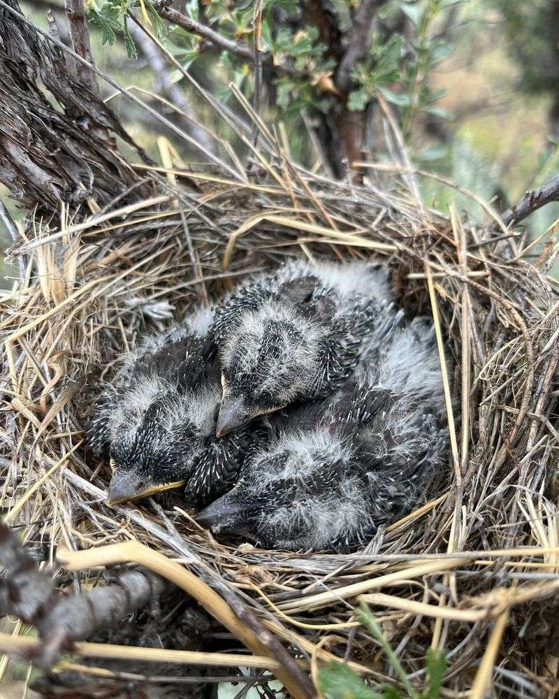Leave Every Active Nest Alone