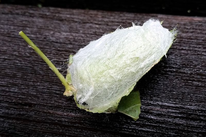Leave Fallen Leaves To Shelter Hidden Cocoons Leave Fallen Leaves To Shelter Hidden Cocoons