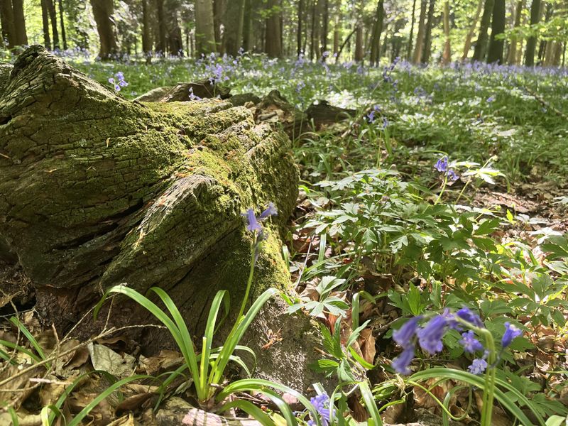 Leave Fallen Logs In Place