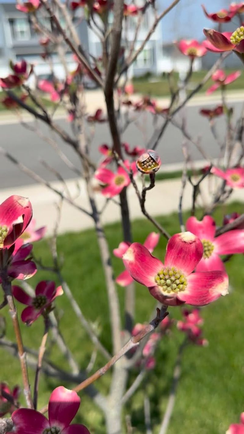 Leave Flowering Dogwoods For Winter