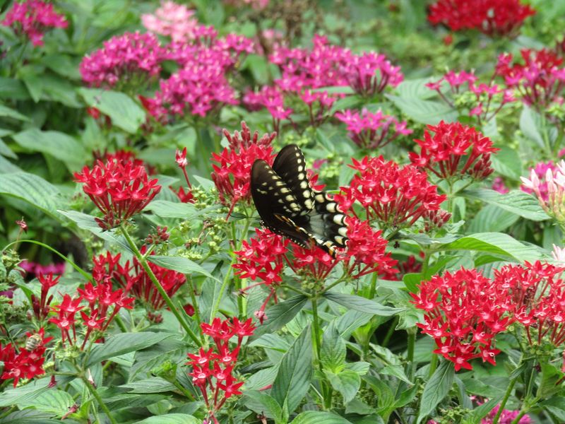 Leave Flowering Growth Unclipped