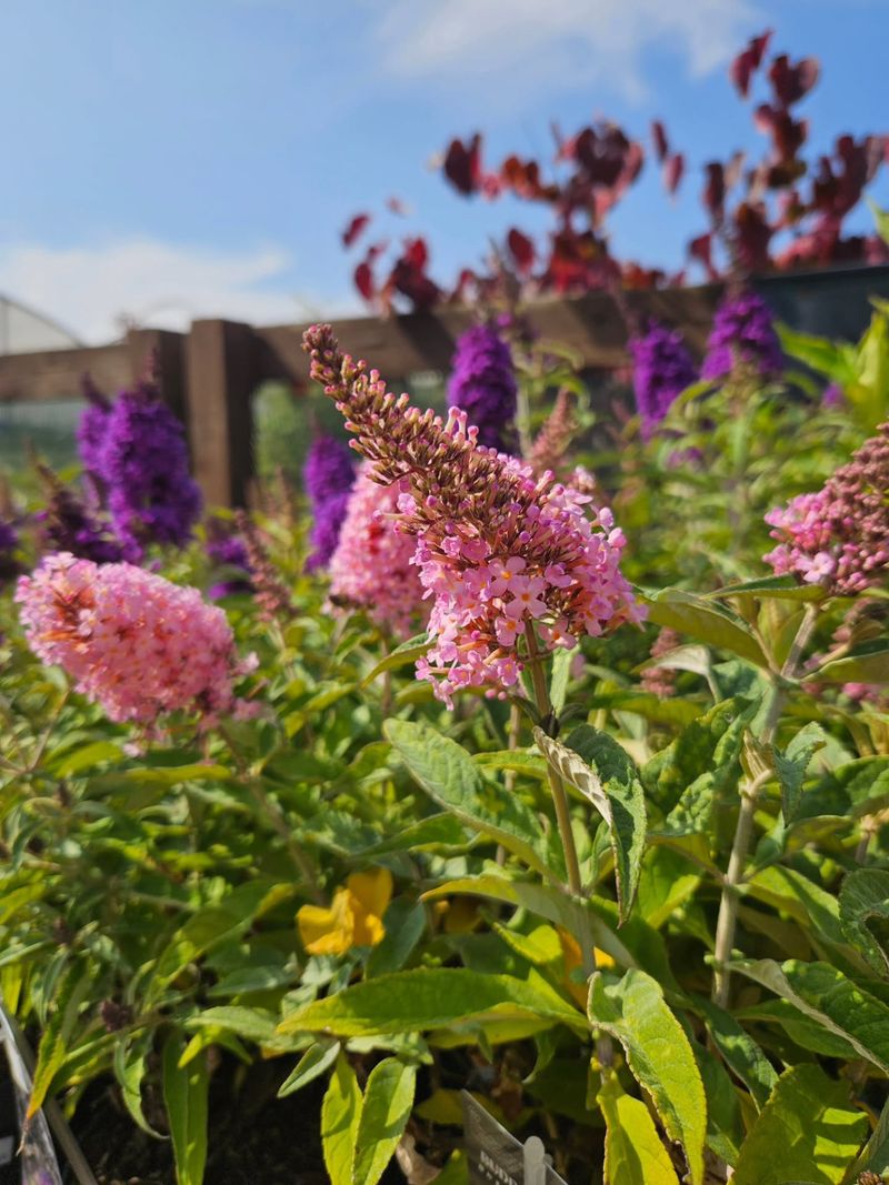 Leave Fresh Flower Buds Alone