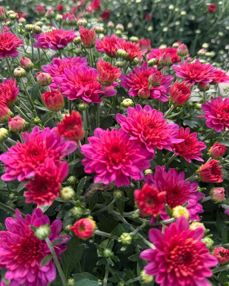 Leave Garden Mums Alone Leave Garden Mums Alone
