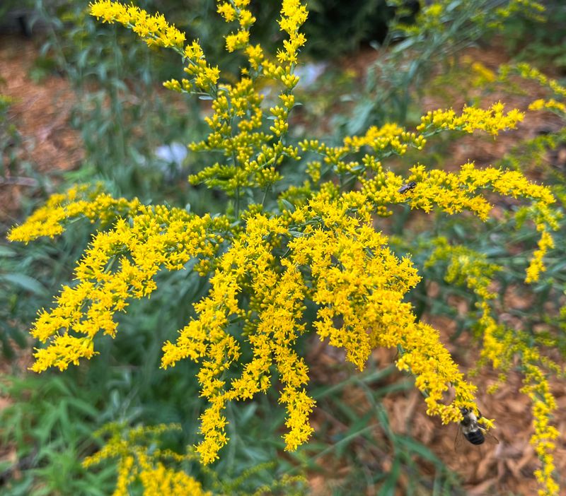Leave Goldenrod Through Winter Leave Goldenrod Through Winter