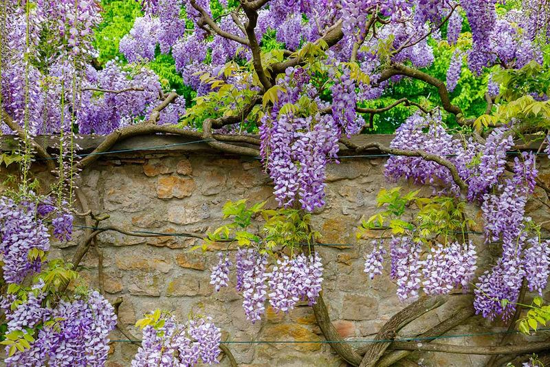 Leave Healthy Established Growth In Place