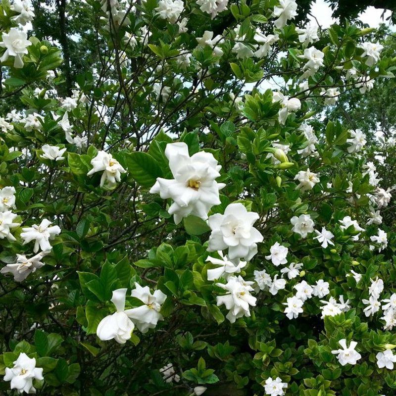 Leave Healthy Flowering Wood Once The Pruners Go Away