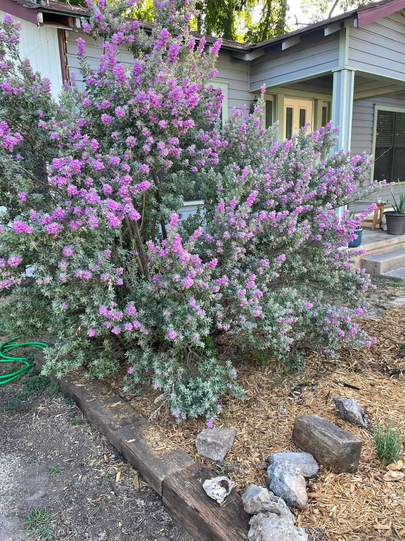 Leave Healthy Foliage To Shade Inner Branches Leave Healthy Foliage To Shade Inner Branches