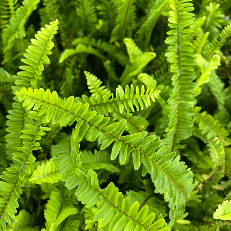 Leave Healthy Fronds To Feed The Plant Leave Healthy Fronds To Feed The Plant