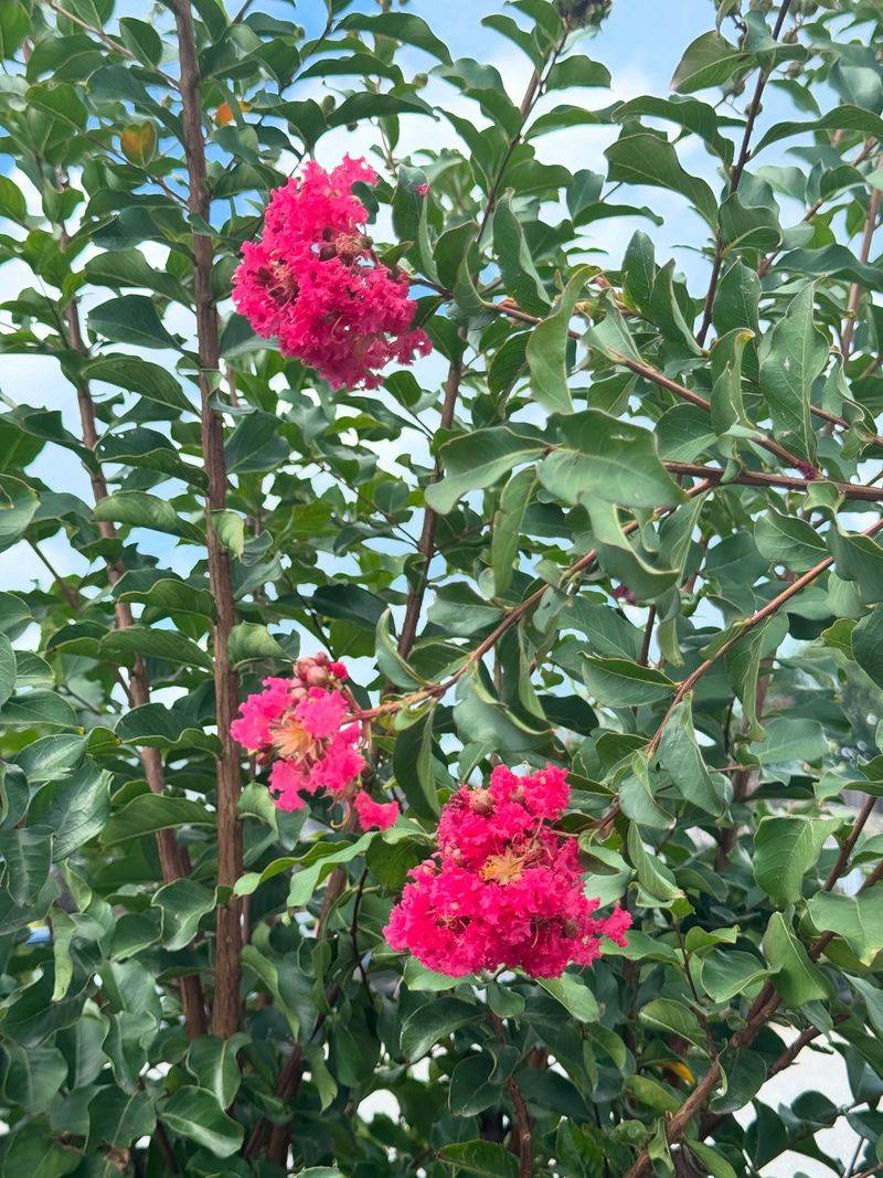 Leave Healthy Green Foliage In Place